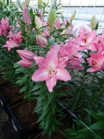 [5372 Crosser VZ No02.JPG]